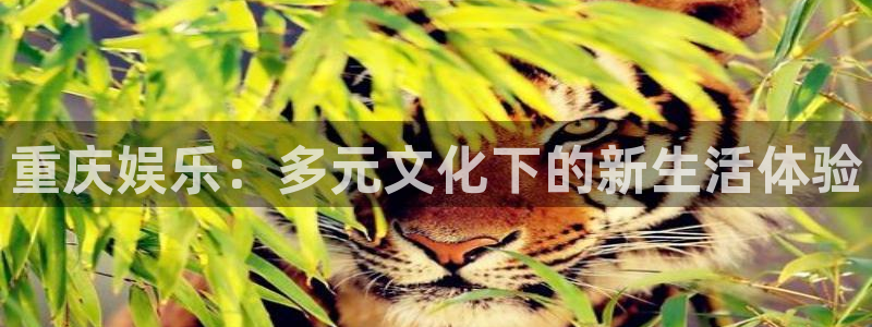程极悦：重庆娱乐：多元文化下的新生活体验